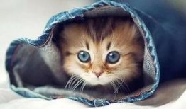 娱乐吃瓜君罗小猫,娱乐吃瓜界的“猫界网红”