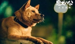 忠犬八公电影在线观看,永恒的守候，跨越生死的忠诚