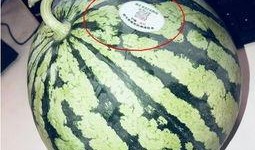 吃瓜网红的各种八卦图