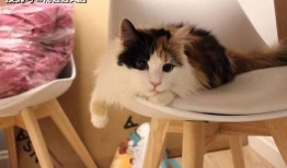 娱乐吃瓜酱三花猫,娱乐吃瓜酱的趣味生活揭秘