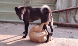 谁爆料八卦大驴了视频,八卦爆料背后的故事