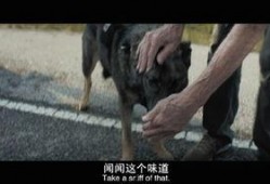 电影骡子在线观看,身陷毒网，救赎之路