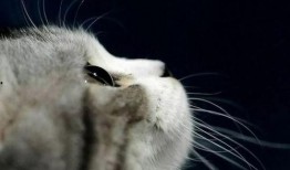 娱乐吃瓜君罗小猫,娱乐吃瓜界的“猫界网红”