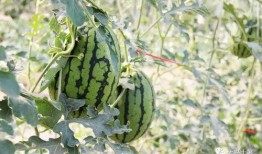 吃瓜网红停车场,吃瓜群众的新聚集地