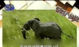 马戏团爆料动物视频,动物幕后生活曝光