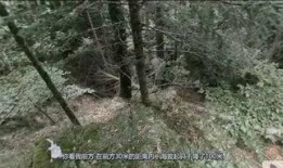 真人秀山谷在线观看,揭秘隐秘山谷中的真实生活