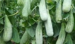 临沂网红吃瓜主人公,揭秘幕后真相与网络舆论风暴