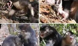 娱乐圈爆料金丝猴,金丝猴疑涉感情纠葛，真相扑朔迷离！