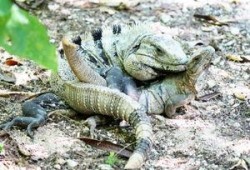 蜥蜴岛的阴谋在线观看,揭秘神秘岛屿的惊悚真相