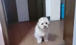 泰迪龙肉球爆料视频,揭秘娱乐圈幕后真相