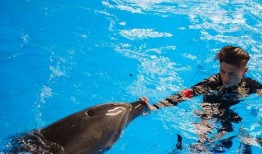 昆明海豚湾爆料事件最新,揭露背后惊人真相，动物福利争议再起